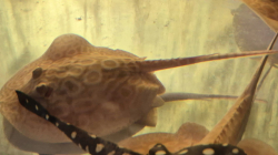 Potamotrygon sp. Red Lucy Albino