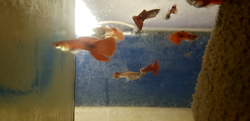 Poecilia reticulata "Red Carmen/Red Moscow"