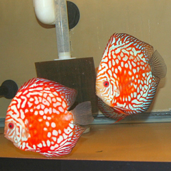 Symphysodon sp. Pigeon Panda Super Red(China grade AAA)