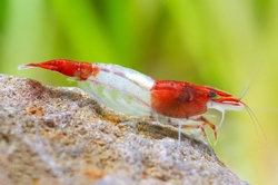 Caridina denticulata - Rili Red