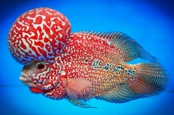 Cichlasoma sp. Flowerhorn Red Star Texas NEW