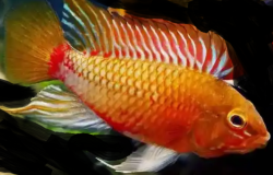 Apistogramma sp. red stroke