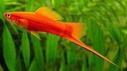 Xiphophorus helleri - Orange Bronze  
