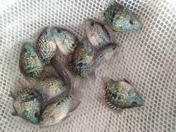 Cichlasoma sp. Flowerhorn Red Texas short body start color