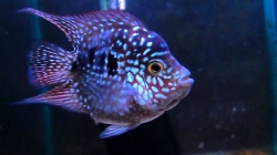 Cichlasoma sp. Flowerhorn Red Texas short body start color