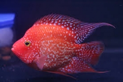 Cichlasoma sp. Flowerhorn Red Texas short body start color