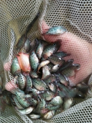 Cichlasoma sp. Flowerhorn Red Texas start color