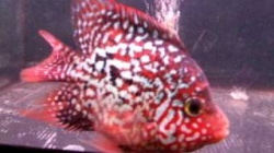 Cichlasoma sp. Flowerhorn Red Texas short body start color