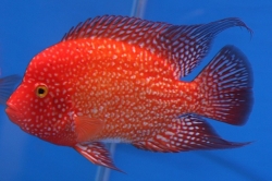 Cichlasoma sp. Flowerhorn Red Texas start color