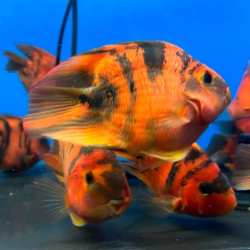 Cichlasoma sp. Red Tiger Parrot XL