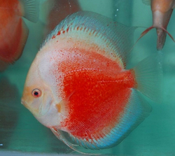 Symphysodon sp. Red White Thailand ML