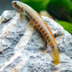 Stiphodon sp. neon red new WF
