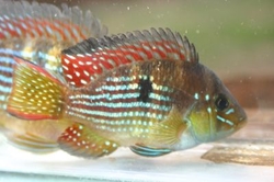 Gymnogeophagus rhabdotus EU breed rare 
