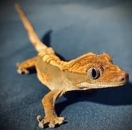 Rhacodactylus (Correlophus) ciliatus c.b.