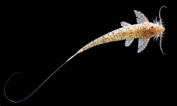 Rhadinoloricaria macromystax "Dragon Head fish"