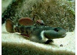 Rhinogobius wui