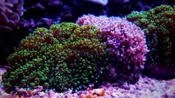 Rhodactis set of 3 species