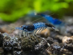 Caridina denticulata - Rili Blue