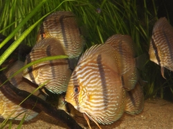 Symphysodon discus "Heckel Red -  Rio Negro" WILD L