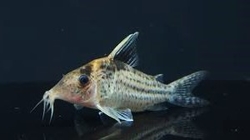 Corydoras robustus Manaus Wild XL