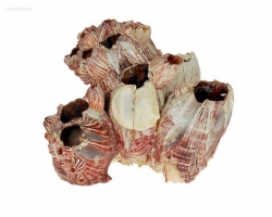 MACENAUER Mušle Barnacle 10-15 cm