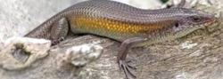 Eutropis rugifera