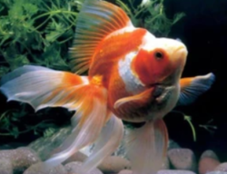 Carassius auratus assorted ryukin