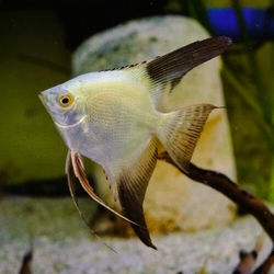 Pterophyllum scalare "Bulgarian Green Seal Real" M Very rare - Black fins, Green/Gold body