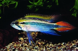 Apistogramma agassizi 