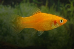 Xiphophorus maculatus - Gold  