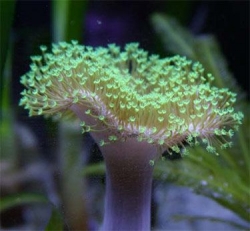 Sarcophyton flora, green -Frag