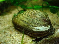 Scabies crispata Golden Beetle Clam škeble