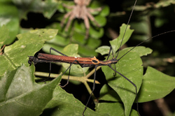 Pseudophasma scabriusculum