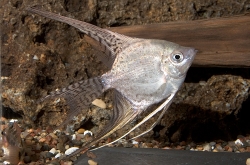 Pterophyllum scalare california