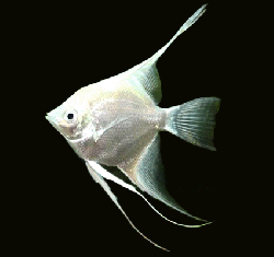 Pterophyllum scal. platinum