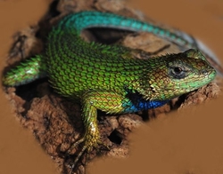 Sceloporus malachiticus