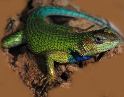Sceloporus malachiticus samice/female 