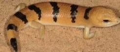 Scincophus fasciatus