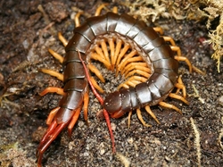 Scolopendra subspinipes