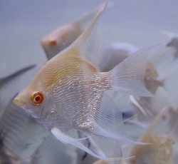 Pterophyllum scalare Pinoy Albino Diamond