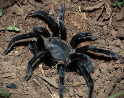 Selenocosmia javanensis