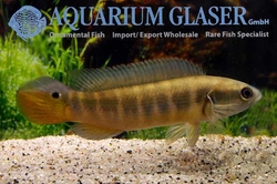 Crenicichla semifasciata "Brasil Tapajos" Wild Rare XXL  