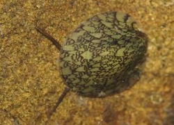 Septaria porcellana  