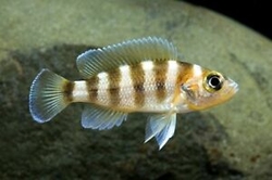 Lamprologus sexfasciatus