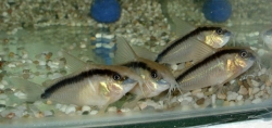 Corydoras arcuatus