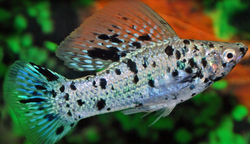 Poecilia latipina Calico  