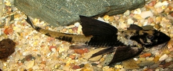 Rineloricaria similimis
