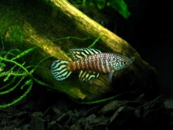 Simpsonichthys sp. Urucuia