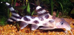 Synodontis valentiana