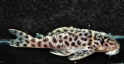 L174 - Hypancistrus sp. Ocelot pleco Wild